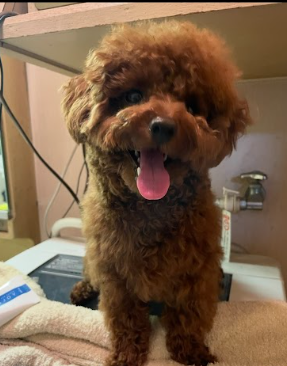 どんどん毛色が濃くなるふくまるくんの写真